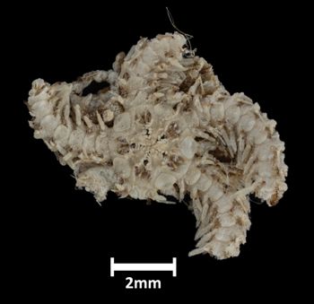Media type: image;   Invertebrate Zoology OPH-1950 Description: Underside view of single ophiuroid specimen, arms mostly missing,  with a scale bar.;  Aspect: ventral